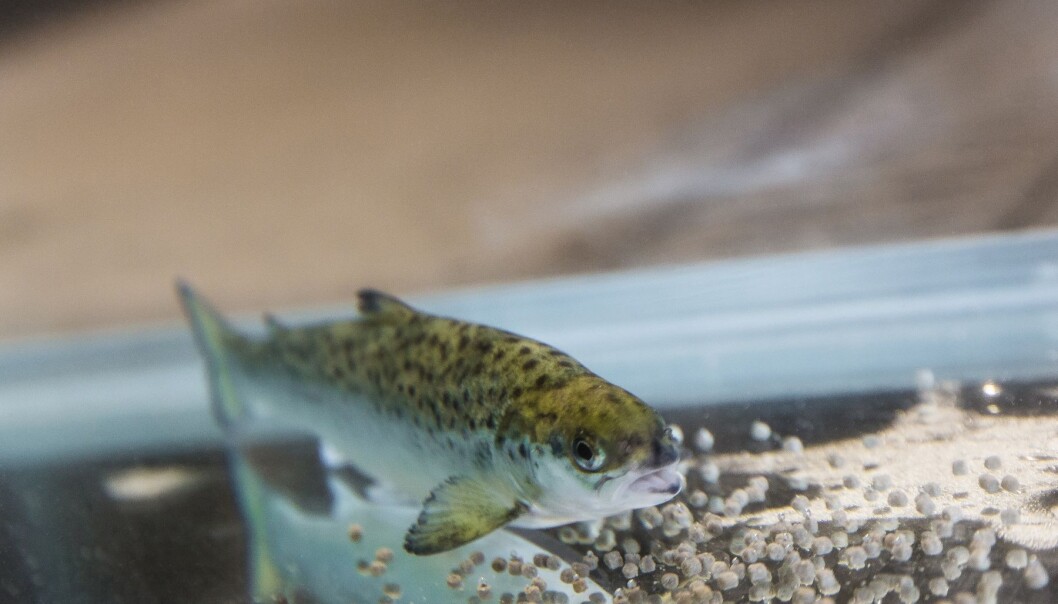 Oppdrettslaksen trenger nok omega-3 fra havet for å opprettholde god helse i et vanlig oppdrettsmiljø med de utfordringer det innebærer. (Foto: Terje Aamodt, Nofima) Oppdrettslaksen trenger nok omega-3 fra havet for å opprettholde god helse i et vanlig oppdrettsmiljø med de utfordringer det innebærer. (Foto: Terje Aamodt, Nofima)