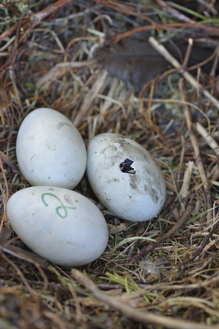 Første gang vi merker opp kontrollreirene nummereres eggene slik at vi vet hvilke egg ungene klekkes fra. Her er ungen i egg 1 i ferd med å kjempe seg ut. (Foto: Svein-Håkon Lorentsen) Første gang vi merker opp kontrollreirene nummereres eggene slik at vi vet hvilke egg ungene klekkes fra. Her er ungen i egg 1 i ferd med å kjempe seg ut. (Foto: Svein-Håkon Lorentsen)