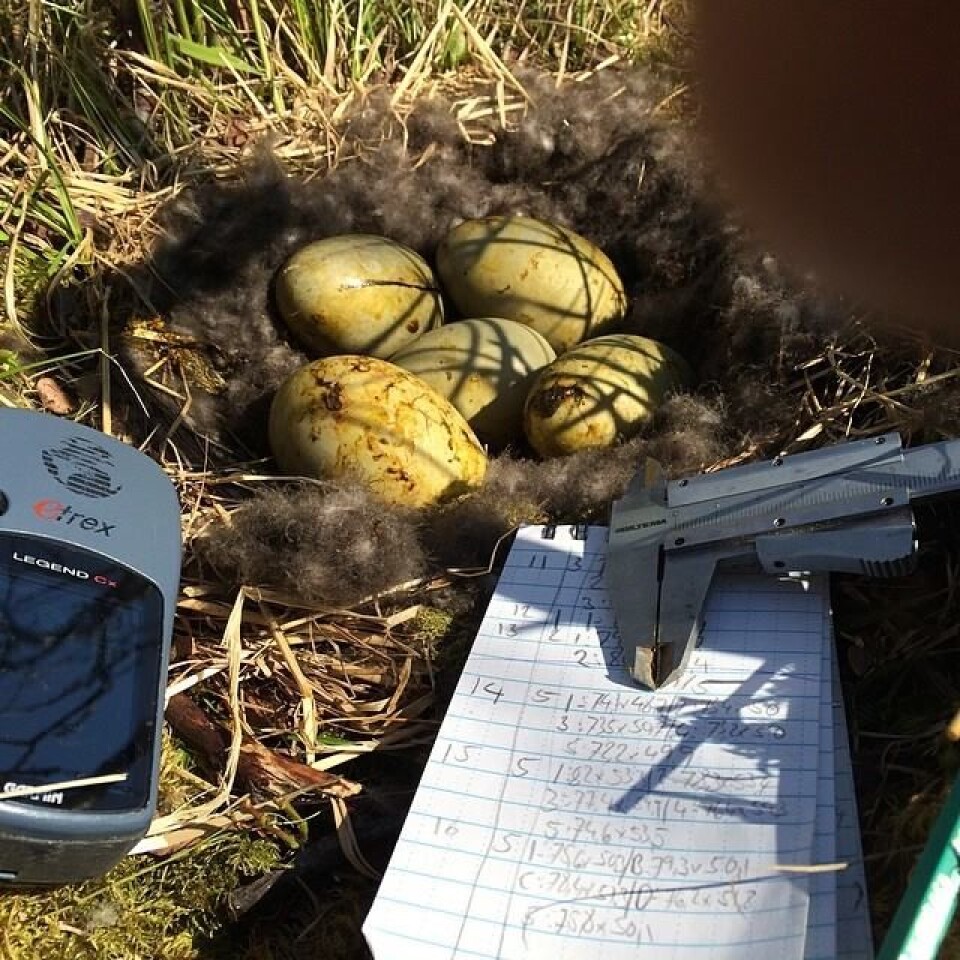 Telling og måling av egg er en viktig del av feltarbeidet. (Foto: Sveinn Are Hanssen)