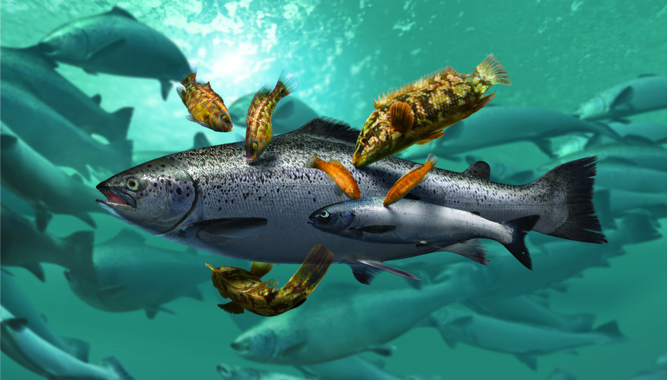 Rensefisk er gode hjelpere i oppdrettsmerdene, de plukker lus fra laksens skinn. (Foto: Marine Harvest/ Mowi)