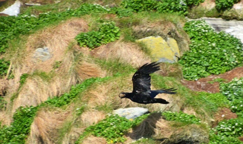 Men til slutt kan ravnen fly avgårde med byttet. Livet i fuglefjellet er nådeløst. (Foto: Helge M. Markusson, Framsenteret)