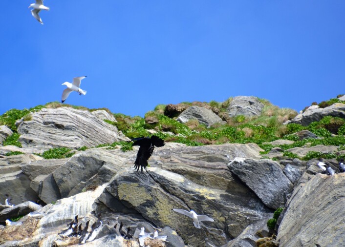 En av fuglefjellets pøbler kommer. Ravnen har tatt sikte på et reir. Full alarm blant krykkjene. (Foto: Helge M. Markusson, Framsenteret) En av fuglefjellets pøbler kommer. Ravnen har tatt sikte på et reir. Full alarm blant krykkjene. (Foto: Helge M. Markusson, Framsenteret)
