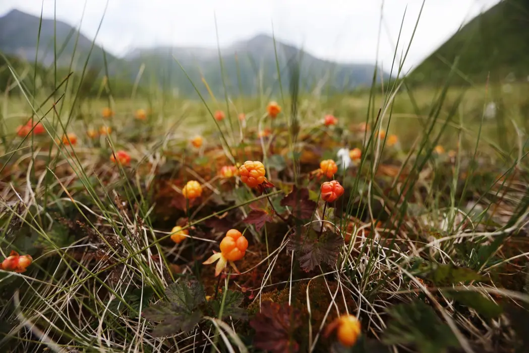 Fjorårets tørke kan ha hatt betydning for årets multer. Variert sommervær kan likevel gi «viddas gull» til ivrige bærplukkere. (Foto: Lise Åserud, NTB scanpix) Fjorårets tørke kan ha hatt betydning for årets multer. Variert sommervær kan likevel gi «viddas gull» til ivrige bærplukkere. (Foto: Lise Åserud, NTB scanpix)