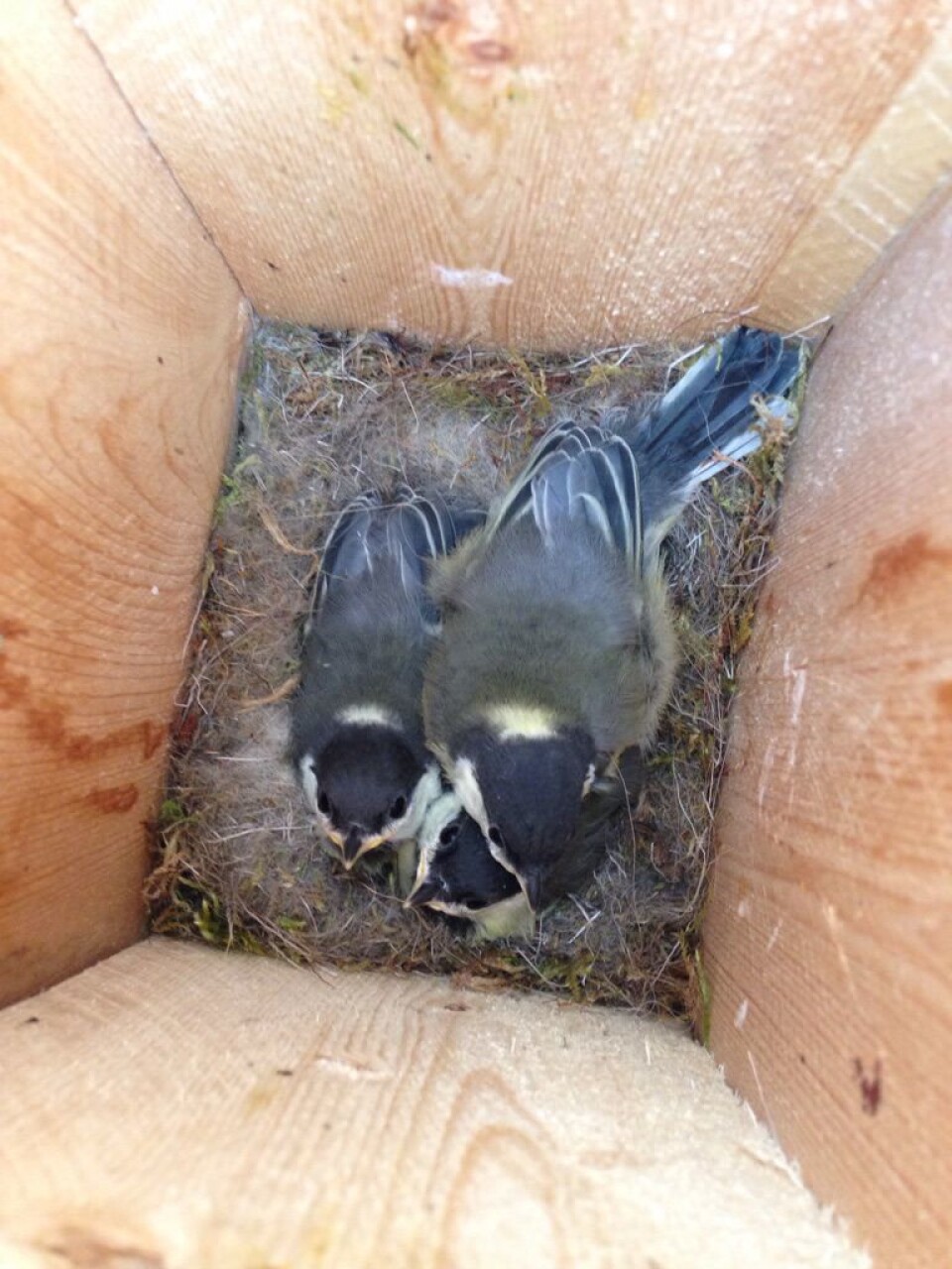 Tre unger av totalt seks egge har klart seg, og er snart klare for å forlate kassen Foto: Snorre Hagen