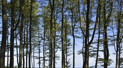 Importert plantesykdom angriper norske trær