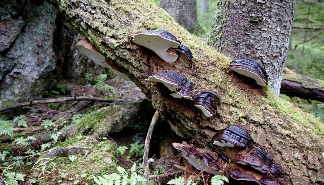 Gammel skog har mer død ved enn annen skog og inneholder dyr og vekster som er viktige for det biologiske mangfoldet. Her ser vi soppen flatkjuke på død selje. Nordmarka, Oslo. (Foto: John Yngvar Larsson, NIBIO) Gammel skog har mer død ved enn annen skog og inneholder dyr og vekster som er viktige for det biologiske mangfoldet. Her ser vi soppen flatkjuke på død selje. Nordmarka, Oslo. (Foto: John Yngvar Larsson, NIBIO)