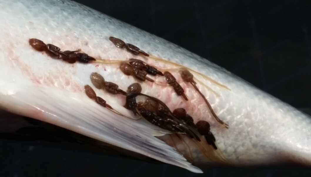Siden det er mange ganger mer oppdrettslaks enn naturlige verter har oppdrettsnæringen ført til en sterk økning av lakselus i sjøen.
(Foto: Bengt Finstad/NINA) Siden det er mange ganger mer oppdrettslaks enn naturlige verter har oppdrettsnæringen ført til en sterk økning av lakselus i sjøen.
(Foto: Bengt Finstad/NINA)