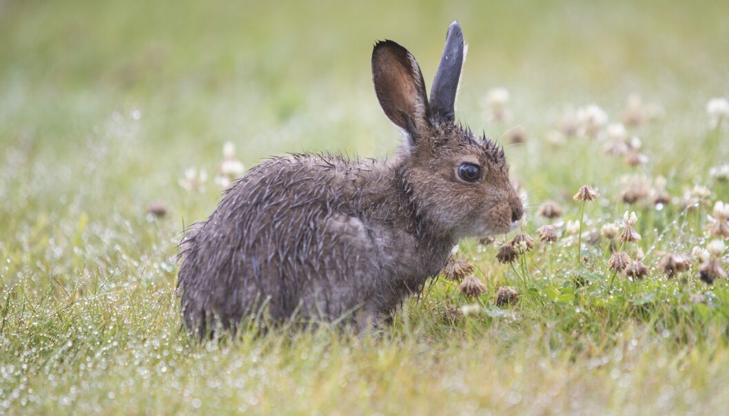 Harepest (tularemi) er en smittsom infeksjonssykdom som forårsakes av bakterien Francisella tularensis. (Foto: Paul Kleiven, NTB scanpix) Harepest (tularemi) er en smittsom infeksjonssykdom som forårsakes av bakterien Francisella tularensis. (Foto: Paul Kleiven, NTB scanpix)