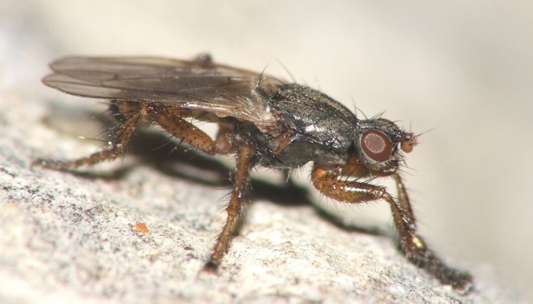 Den mest vanlige tangflua i Norge, Coelopa frigida (Fabricius, 1805). Tangfluene kjennetegnes blant annet ved at de har en flattrykt kropp, litt små hoder og kraftige, hårete bein. (Foto: Rui Andrade, CC-BY.) Den mest vanlige tangflua i Norge, Coelopa frigida (Fabricius, 1805). Tangfluene kjennetegnes blant annet ved at de har en flattrykt kropp, litt små hoder og kraftige, hårete bein. (Foto: Rui Andrade, CC-BY.)