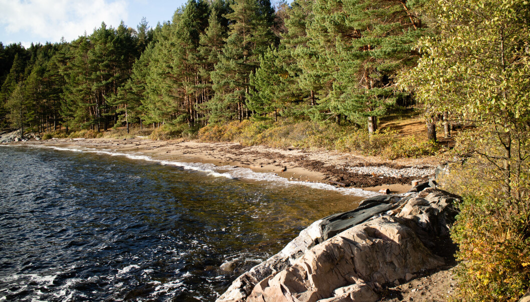 De fleste strender har et belte med tang og tare som er skyllet opp på land. Der kan du finne mange små kryp. Det er også matfatet til flere vadefugler som lever ved strandkanten. (Foto: Mari Steinert) De fleste strender har et belte med tang og tare som er skyllet opp på land. Der kan du finne mange små kryp. Det er også matfatet til flere vadefugler som lever ved strandkanten. (Foto: Mari Steinert)