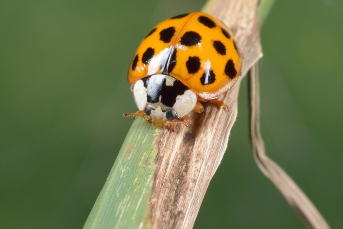 Harlekinmarihøne kan bli et alvorlig skadedyr i norske frukthager fordi den avsetter et giftig sekret på flere fruktarter. (Foto: Shutterstock / NTB scanpix) Harlekinmarihøne kan bli et alvorlig skadedyr i norske frukthager fordi den avsetter et giftig sekret på flere fruktarter. (Foto: Shutterstock / NTB scanpix)