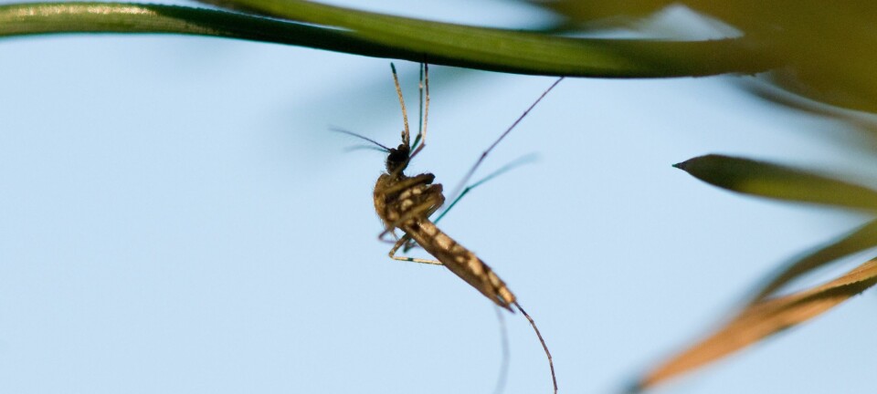 Det er registrert 38 arter mygg i Norge, men forskere tror det er flere. Noen myggarter sprer sykdom. (Foto: Arnstein Staverløkk, NINA)