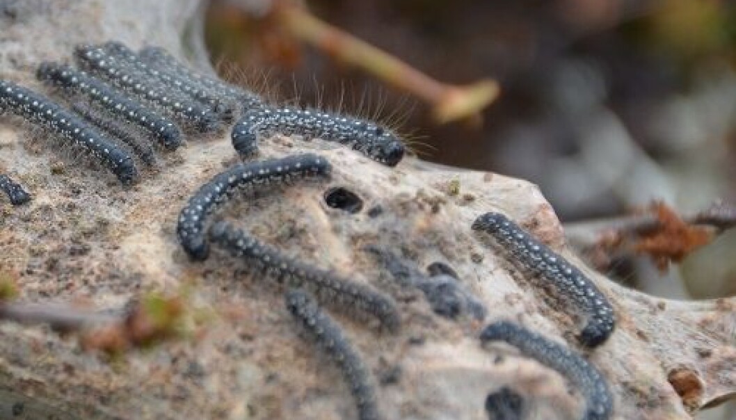 Dette bildet tok bloggeren Ugleloftet på Dovrefjell i fjor. I juni i år har sommerfugllarvene til arten liten fjellbjørkemåler eksplodert i fjellområdet. Mye av skogen er angrepet. (Foto: Ugleloftet) Dette bildet tok bloggeren Ugleloftet på Dovrefjell i fjor. I juni i år har sommerfugllarvene til arten liten fjellbjørkemåler eksplodert i fjellområdet. Mye av skogen er angrepet. (Foto: Ugleloftet)
