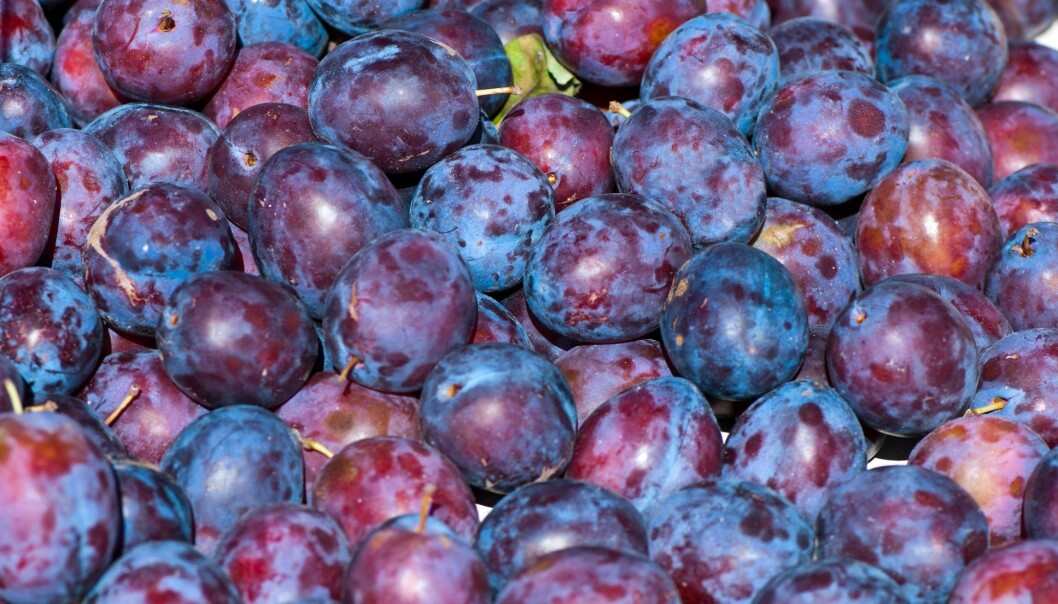 Større og bedre plommer er målet for forskningsprosjektet. (Foto: Colourbox) Større og bedre plommer er målet for forskningsprosjektet. (Foto: Colourbox)