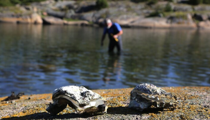 Ein kan finne stillehavsøsters i fjæra frå svenskegrensa til Hordaland. (Foto: Espen Bierud / Havforskingsinstituttet.) Ein kan finne stillehavsøsters i fjæra frå svenskegrensa til Hordaland. (Foto: Espen Bierud / Havforskingsinstituttet.)