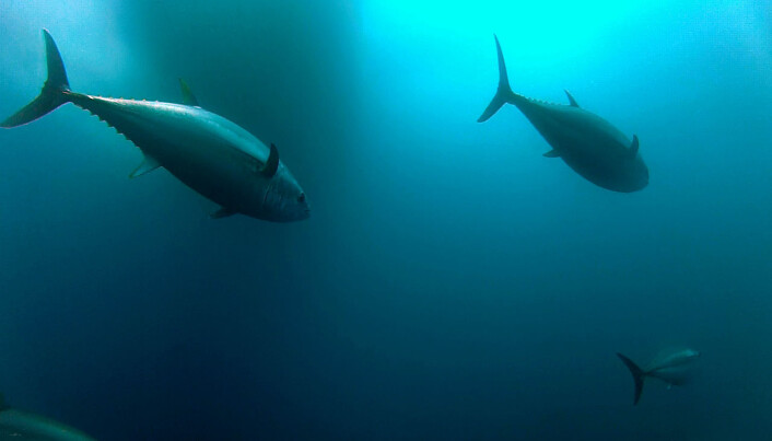Makrellstørja – den mest ikoniske fiskearten på planeten. (Foto: Iñigo Onandia). Makrellstørja – den mest ikoniske fiskearten på planeten. (Foto: Iñigo Onandia).