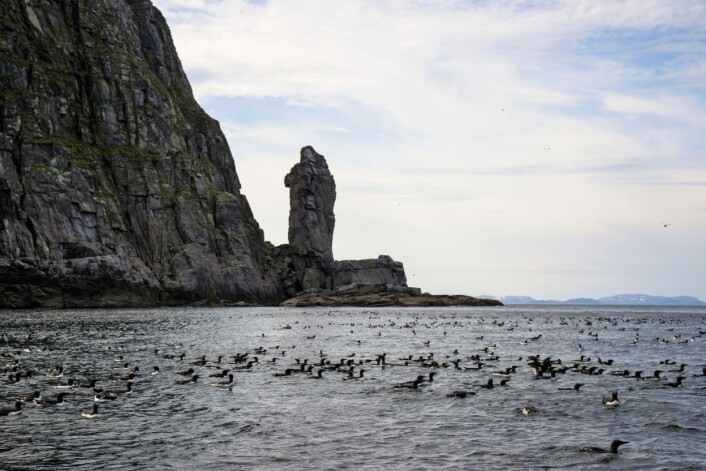 Hjelmsøya. Fuglefjellet Staurfjellet ligger i nord, og har fått navnet sitt av Stauren, en ca. 50 meter høy steinklippe ved fjellet. (Foto: Geir Systad) Hjelmsøya. Fuglefjellet Staurfjellet ligger i nord, og har fått navnet sitt av Stauren, en ca. 50 meter høy steinklippe ved fjellet. (Foto: Geir Systad)