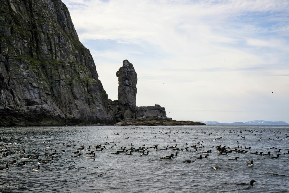 Hjelmsøya. Fuglefjellet Staurfjellet ligger i nord, og har fått navnet sitt av Stauren, en ca. 50 meter høy steinklippe ved fjellet. (Foto: Geir Systad)