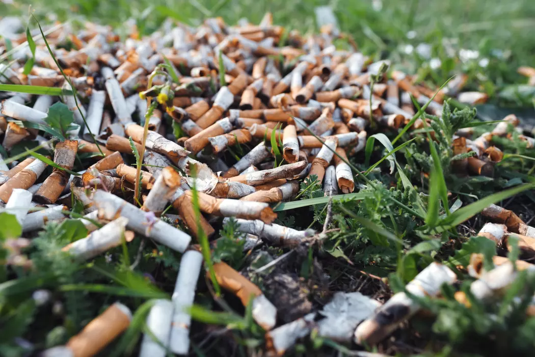 – Det å slippe sigarettsneiper på bakken virker som en sosial akseptabel form for forsøpling, sier forskeren bak en ny studie. (Foto: Larina Marina / Shutterstock / NTB scanpix)