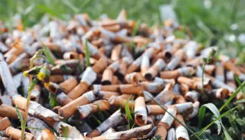 Hvert år havner 4,5 billioner sigarettsneiper i naturen, nå tror forskere at de skader plantene våre