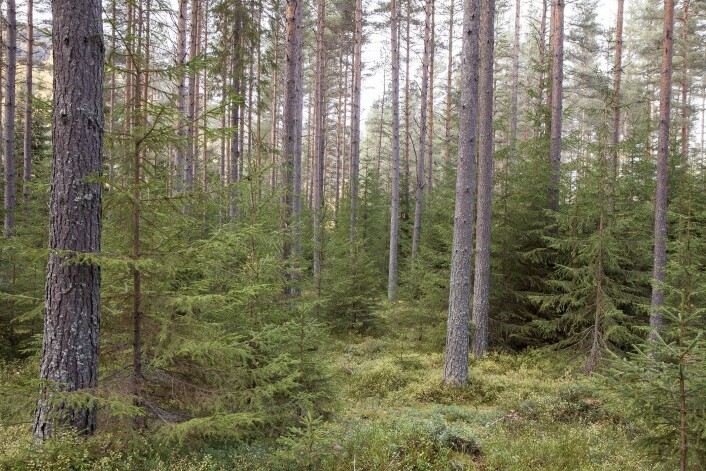 Toetasjet skog med furu og smågran. Nes, Buskerud. (Foto: John Yngvar Larsson, NIBIO) Toetasjet skog med furu og smågran. Nes, Buskerud. (Foto: John Yngvar Larsson, NIBIO)