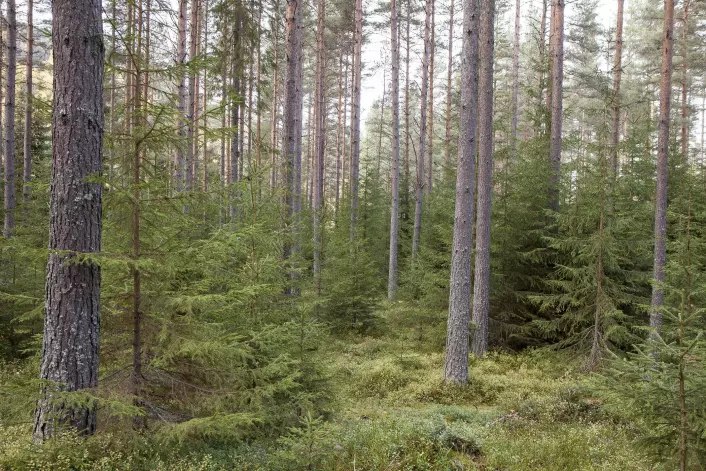 Toetasjet skog med furu og smågran. Nes, Buskerud. (Foto: John Yngvar Larsson, NIBIO)