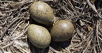 Fosteret i egget hører fare og forteller videre til de andre eggene i reiret