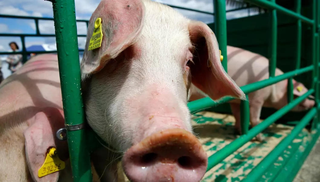 En grisebinge i Ukraina. En gang i framtiden kan kanskje menneskeorganer gros inne i griser. (Illustrasjonsbilde: Vasily Fedosenko/Reuters/NTB Scanpix)