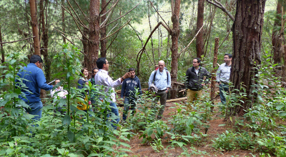 Forskere fra Technische Universität München studerer en plantet skog i Ecuador. Slike skoger er eneste måte å bruke jorda på etter at standhaftige ugress har tatt over for beitemarker. (Foto: Carola Paul, Technische Universität München)