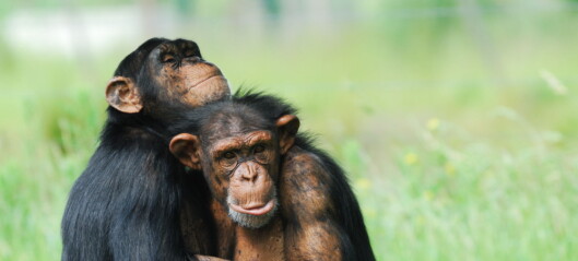 Sjimpanser ble bedre venner da de så på film sammen