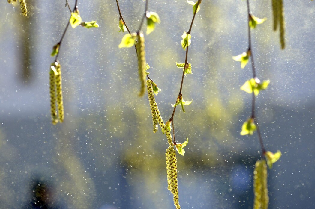 Pollen drysser fra blomstrende bjørk. Nå kan flere bli hjulpet med plagene fra bjørkepollen. (Foto: Jan Erik Henriksson / TT / NTB scanpix) Pollen drysser fra blomstrende bjørk. Nå kan flere bli hjulpet med plagene fra bjørkepollen. (Foto: Jan Erik Henriksson / TT / NTB scanpix)