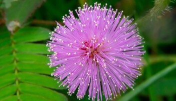 Mimosaplanten (<i>Mimosa pudica</i>) senker bladene om natta. (Foto: Shutterstock / NTB scanpix) Mimosaplanten (<i>Mimosa pudica</i>) senker bladene om natta. (Foto: Shutterstock / NTB scanpix)