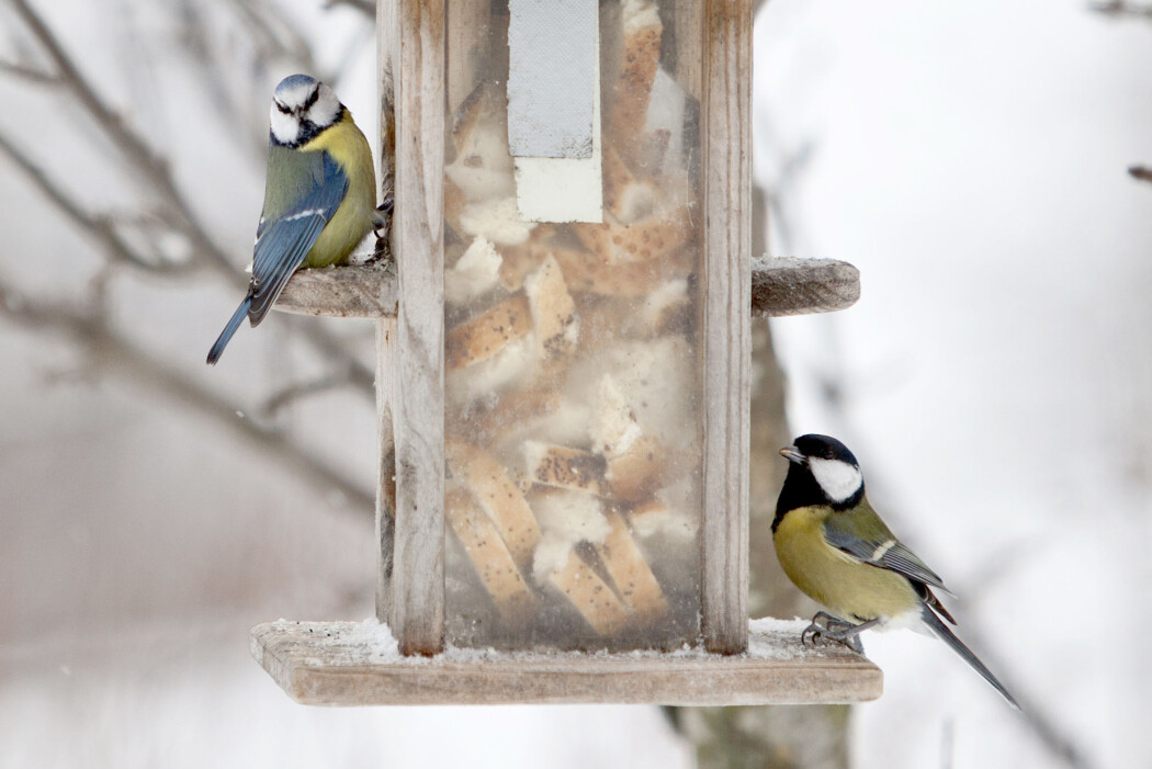 Blant artene forskerne har sett på finner vi både blåmeis og kjøttmeis. Begge er tilpasningsdyktige, men det går ikke fort nok, ifølge forskerne. (Foto: Paul Kleiven / NTB Scanpix) Blant artene forskerne har sett på finner vi både blåmeis og kjøttmeis. Begge er tilpasningsdyktige, men det går ikke fort nok, ifølge forskerne. (Foto: Paul Kleiven / NTB Scanpix)