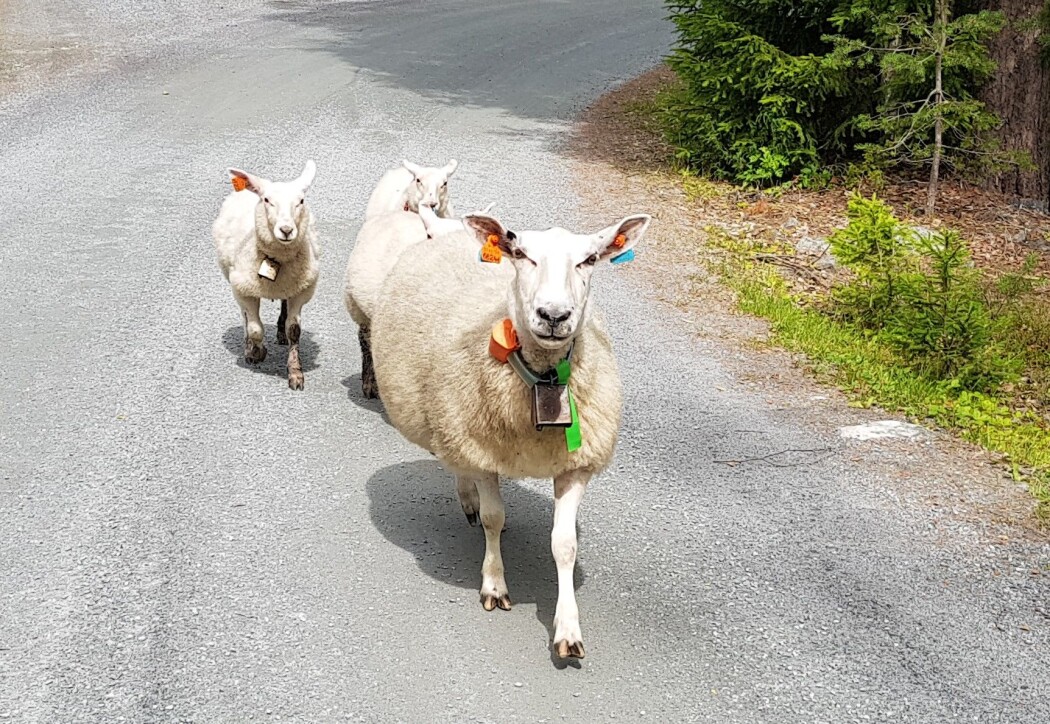 Saueforskningen har få svar på bjellelyd og dyrevelferd. Venner de seg til å gå med bjelle eller blir de plaget av det? (Foto: Nina Kristiansen) Saueforskningen har få svar på bjellelyd og dyrevelferd. Venner de seg til å gå med bjelle eller blir de plaget av det? (Foto: Nina Kristiansen)