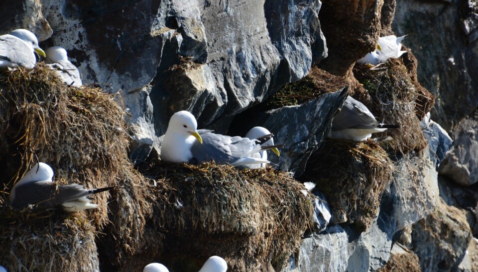 Lange flyturer for å finne mat gjør det vanskeligere for krykkja å overleve som art. Her i fuglefjellet på Hornøya er antall krykkjer halvert på ti år. (Foto: Helge M. Markusson, Framsenteret)
