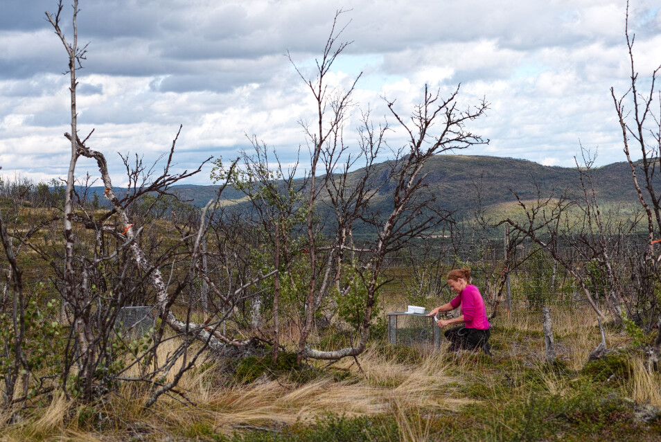 Her setter økolog Jane Uhd Jepsen opp et bur som brukes til å stenge ute smågnagere, slik at forskerne kan studere hvilken effekt gnagere har på bakkevegetasjonen etter utbrudd. (Foto: Jakob Iglhaut).