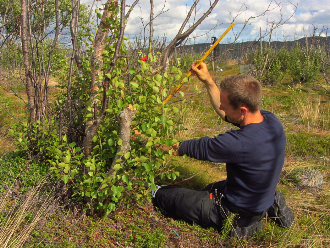 Biolog Ole Petter Laksforsmo Vinstad undersøker hvordan skogen i Finnmark utvikler seg. (Foto: Malin Ek) Biolog Ole Petter Laksforsmo Vinstad undersøker hvordan skogen i Finnmark utvikler seg. (Foto: Malin Ek)