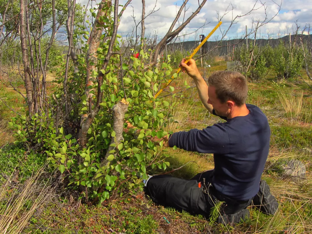 Biolog Ole Petter Laksforsmo Vinstad undersøker hvordan skogen i Finnmark utvikler seg. (Foto: Malin Ek)