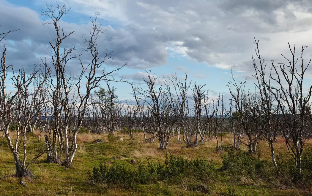 I store områder rundt Varangerfjorden i Øst-Finnmark er bjørkeskogen død som resultat av klimaendringer. (Foto: Jako Iglhaut).