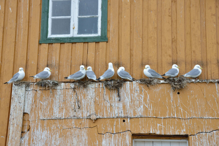 Krykkjene slår seg ofte til på naturlige utspring når den hekker på hus. (Foto: Svein-Håkon Lorentsen) Krykkjene slår seg ofte til på naturlige utspring når den hekker på hus. (Foto: Svein-Håkon Lorentsen)