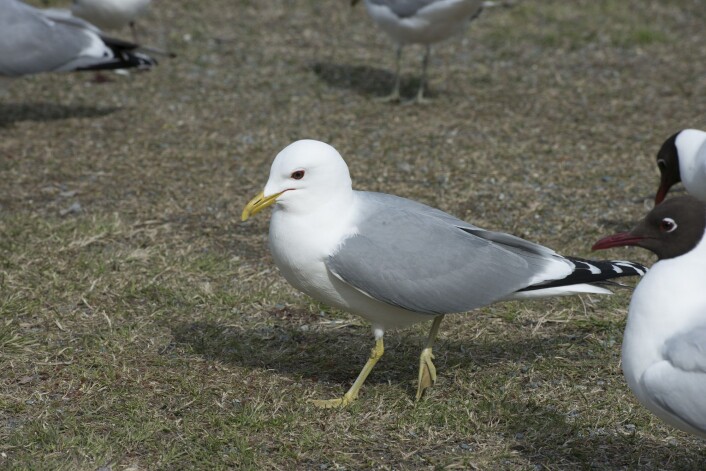 Fiskemåken er en av de vanligste måkeartene i byer og tettbygde strøk. (Foto: Svein-Håkon Lorentsen) Fiskemåken er en av de vanligste måkeartene i byer og tettbygde strøk. (Foto: Svein-Håkon Lorentsen)