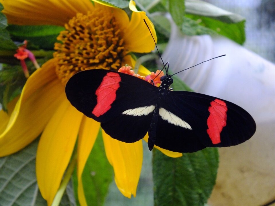 Ligg unna: Sommerfuglen Heliconius erato demophoon har røde flekker for å fortelle fugler og andre fiender at de ikke er spiselige. (Foto: Melanie Brien)