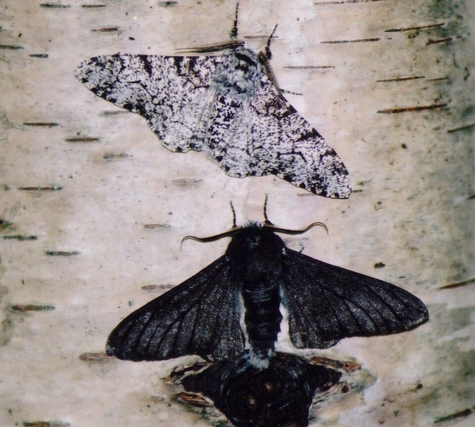 Måleren er vanligvis blek, men på 1800-tallet ble den svart for å gli inn blant forurensningen fra fabrikkene i England. Det kan være styrt av et gen som heter cortex. (Foto: Ilik Saccheri)
