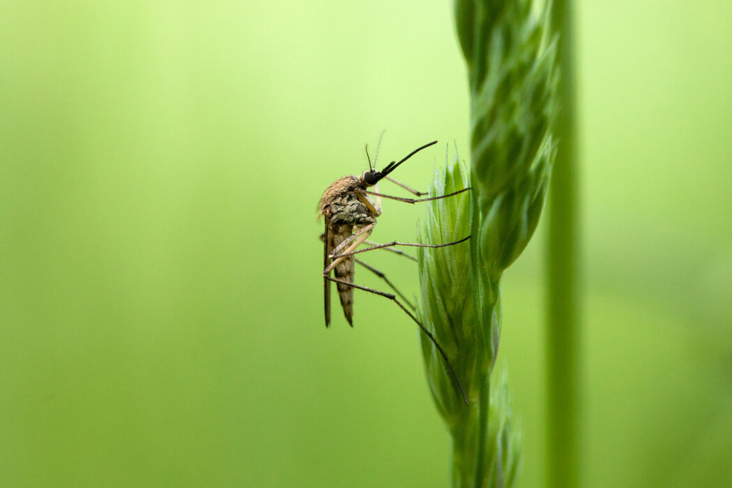 Til nå har både samfunnet og forskerne vært mer opptatt av hvordan vi bekjemper mygg enn hvilken rolle den har i økosystemene i norden. (Foto: yod67 / Shutterstock / NTB scanpix) Til nå har både samfunnet og forskerne vært mer opptatt av hvordan vi bekjemper mygg enn hvilken rolle den har i økosystemene i norden. (Foto: yod67 / Shutterstock / NTB scanpix)