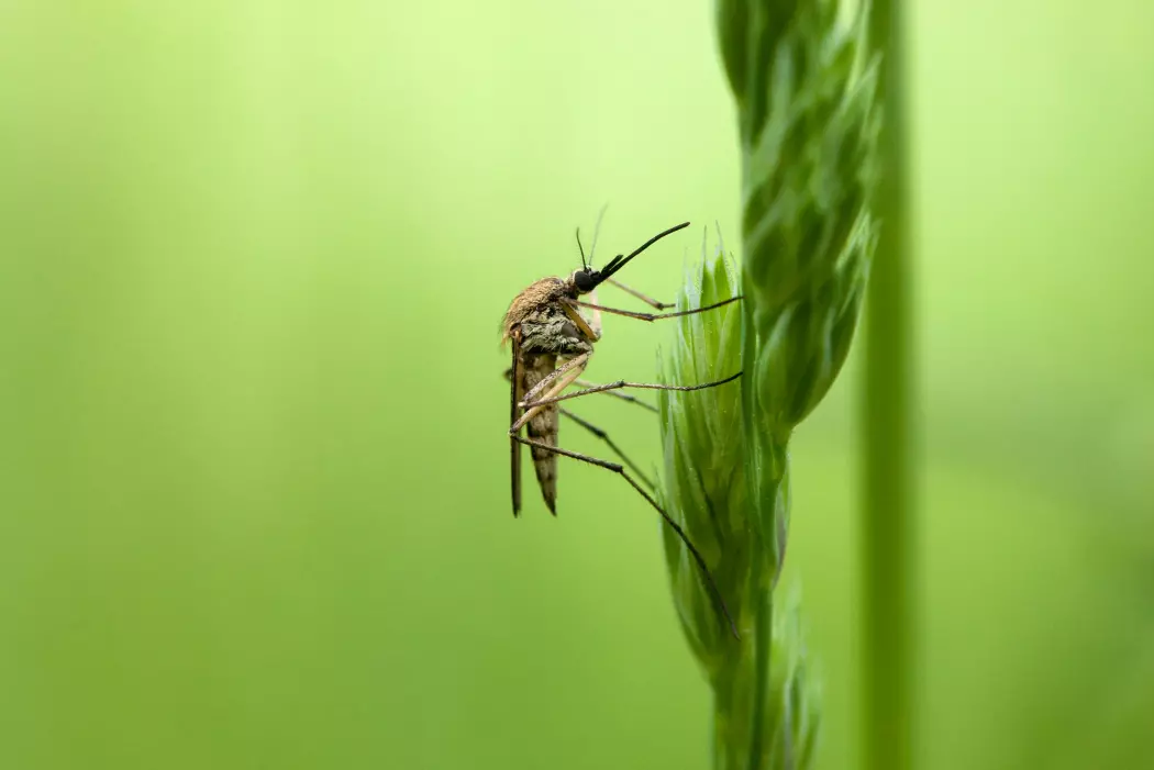 Til nå har både samfunnet og forskerne vært mer opptatt av hvordan vi bekjemper mygg enn hvilken rolle den har i økosystemene i norden. (Foto: yod67 / Shutterstock / NTB scanpix)