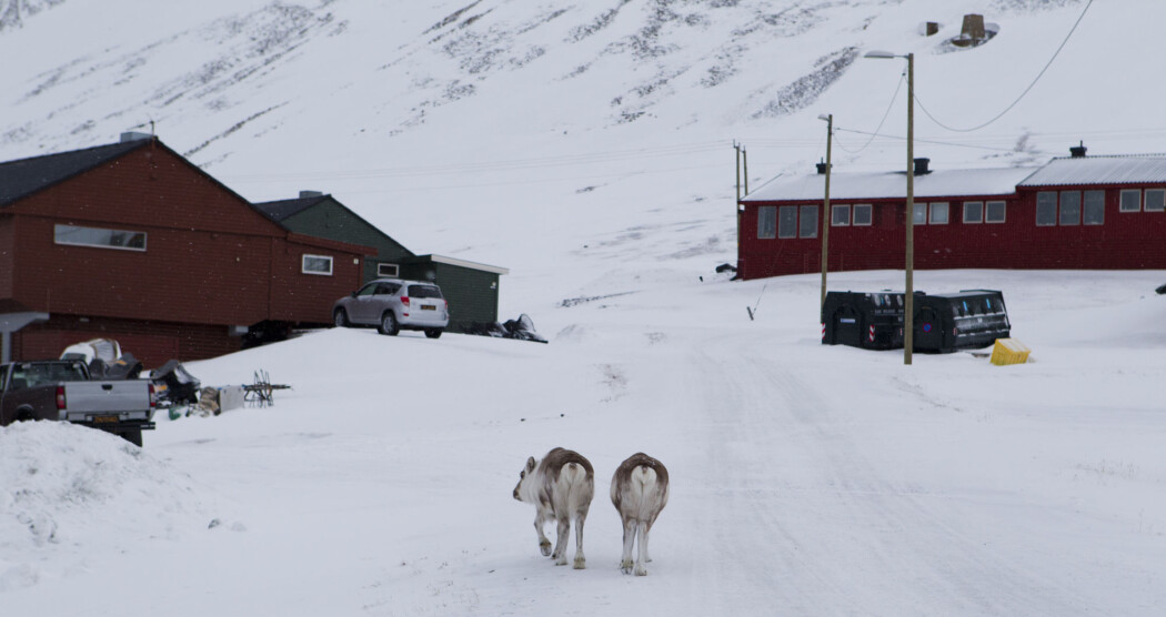 Regn som frøs på bakken sist vinter førte til at mange reinsdyr på Svalbard sultet i hjel. (Arkivfoto: Berit Roald / NTB scanpix) Regn som frøs på bakken sist vinter førte til at mange reinsdyr på Svalbard sultet i hjel. (Arkivfoto: Berit Roald / NTB scanpix)