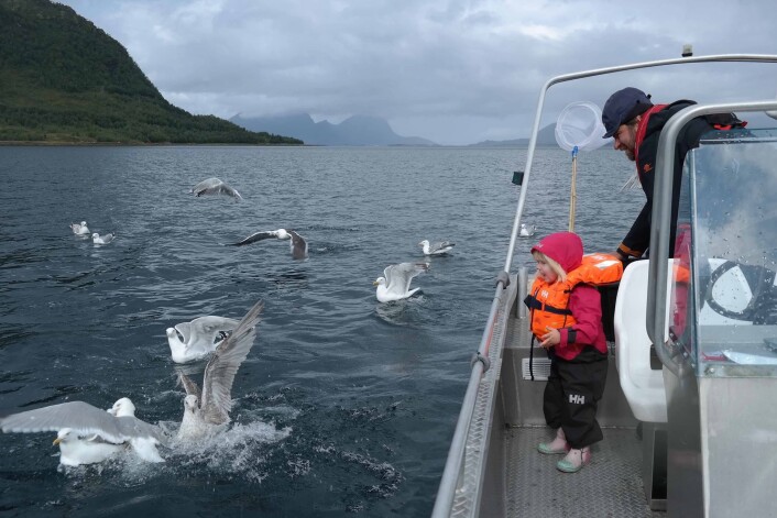 Selv om det blir mindre feltaktivitet, er det andre fine måter å komme tett på sjøfugler, også sammen med familien. (Foto: Signe Christensen-Dalsgaard) Selv om det blir mindre feltaktivitet, er det andre fine måter å komme tett på sjøfugler, også sammen med familien. (Foto: Signe Christensen-Dalsgaard)