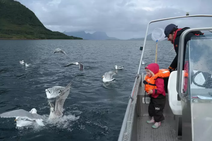 Selv om det blir mindre feltaktivitet, er det andre fine måter å komme tett på sjøfugler, også sammen med familien. (Foto: Signe Christensen-Dalsgaard)