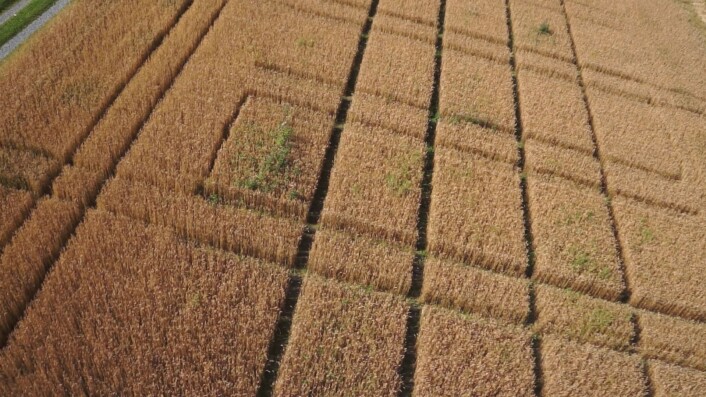Droner kan blant annet brukes ta bilder av åkeren slik at forskerne kan se hvor ugraset er. Da kan traktoren programmeres med GPS-koordinater til å sprøyte akkurat der ugraset er, istedenfor å sprøyte hele åkeren. (Foto: Krzysztof Kusnierek) Droner kan blant annet brukes ta bilder av åkeren slik at forskerne kan se hvor ugraset er. Da kan traktoren programmeres med GPS-koordinater til å sprøyte akkurat der ugraset er, istedenfor å sprøyte hele åkeren. (Foto: Krzysztof Kusnierek)