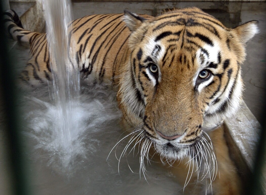 En tiger kjøler seg ned i en innhegning i dyrehagen i Ahmadabad i India. Tallet på ville tigre i landet har økt til rundt 3.000, viser en ny telling. (Foto: Ajit Solanki / AP / NTB scanpix) En tiger kjøler seg ned i en innhegning i dyrehagen i Ahmadabad i India. Tallet på ville tigre i landet har økt til rundt 3.000, viser en ny telling. (Foto: Ajit Solanki / AP / NTB scanpix)